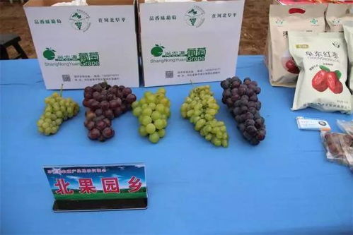 阜平縣農副產品展示交流會 聚焦產業發展，助力鄉村振興